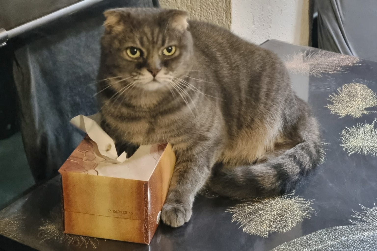 Thomas, my tomcat, trying to fit into a box of tissues, visibly distressed that he can't fit. This is a metaphor, not sure if it's working 😛

