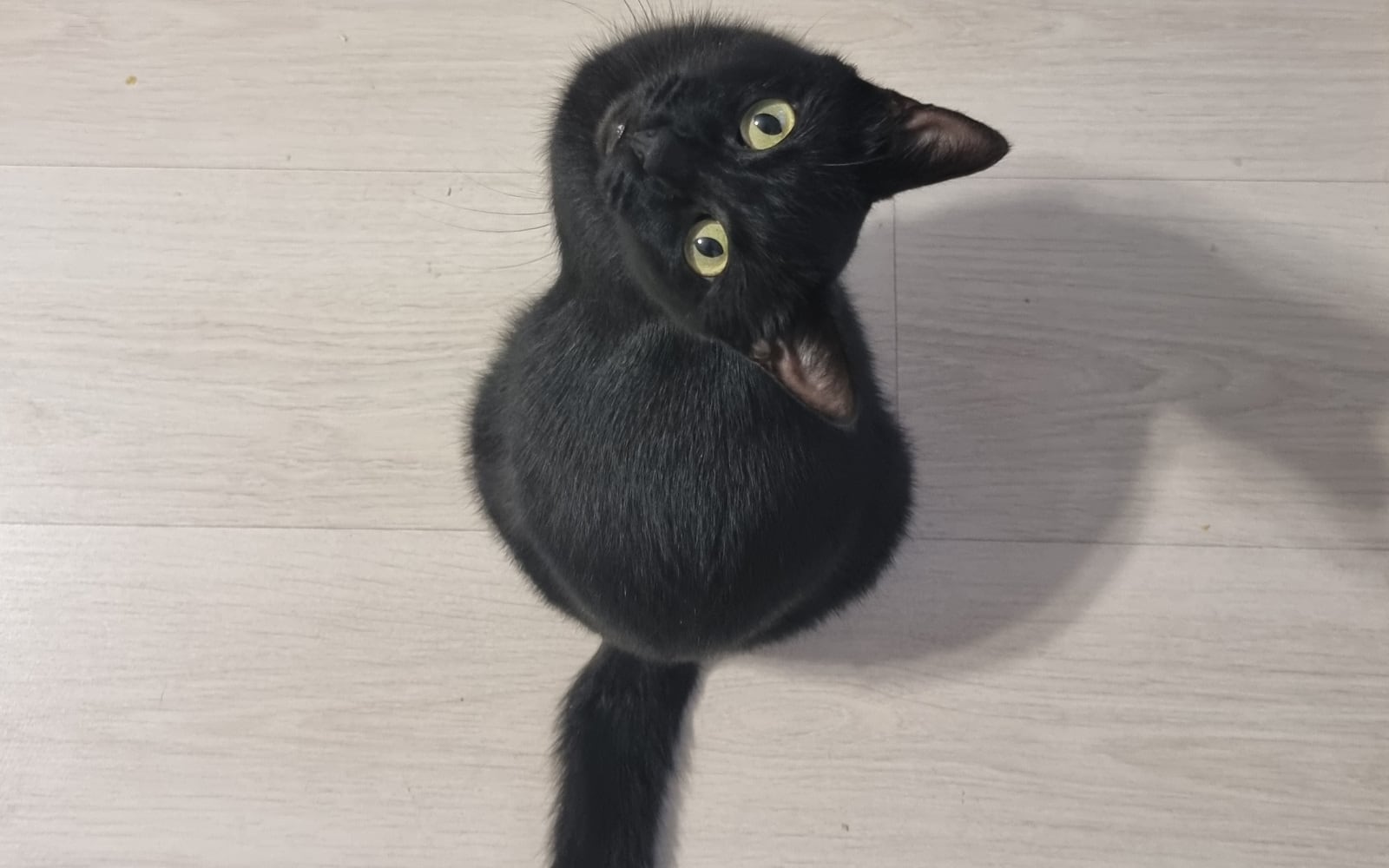 This is my cat, Zuzi. She's completely black with green eyes. A rescued girl. My sweetheart.
